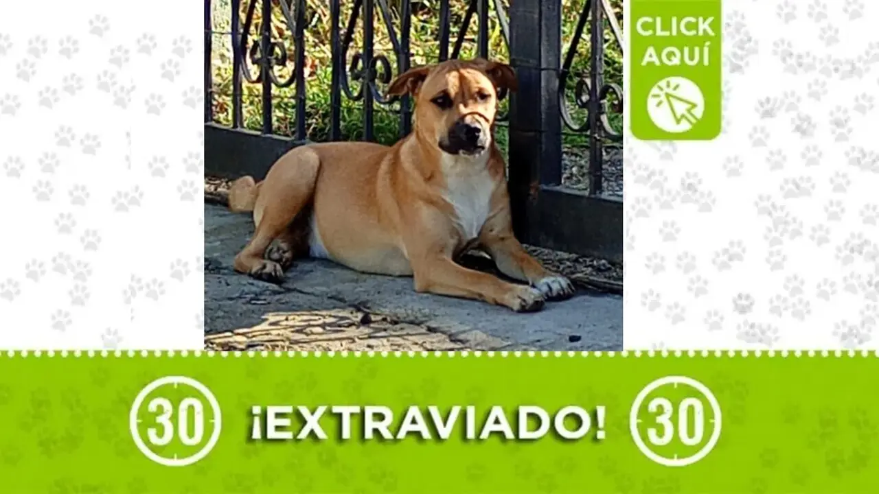 Buñuelo mascota perdida