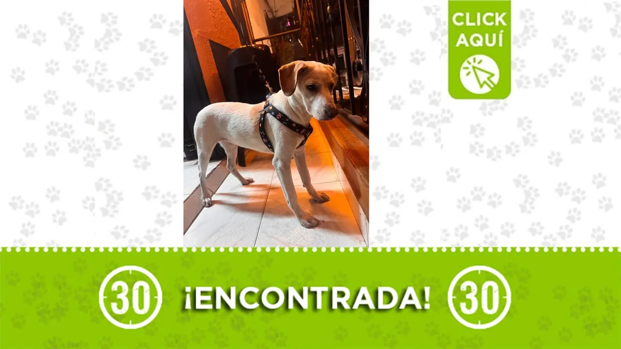 perrita encontrada Robledo