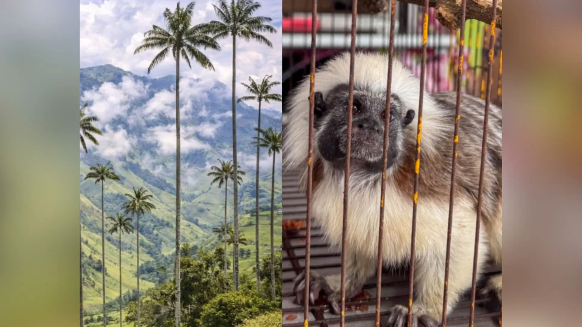 Tráfico especies Antioquia